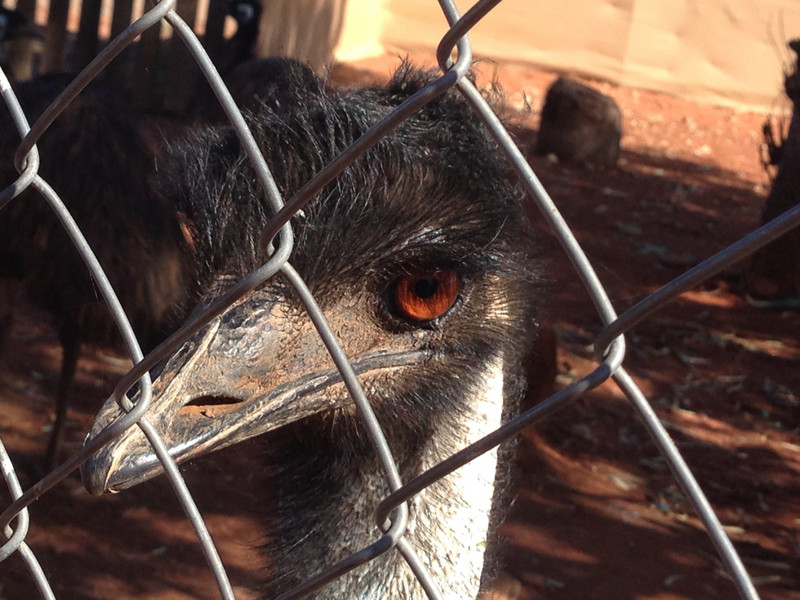 The Emu up close