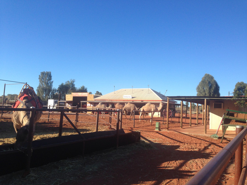 The Uluru Camel Farm