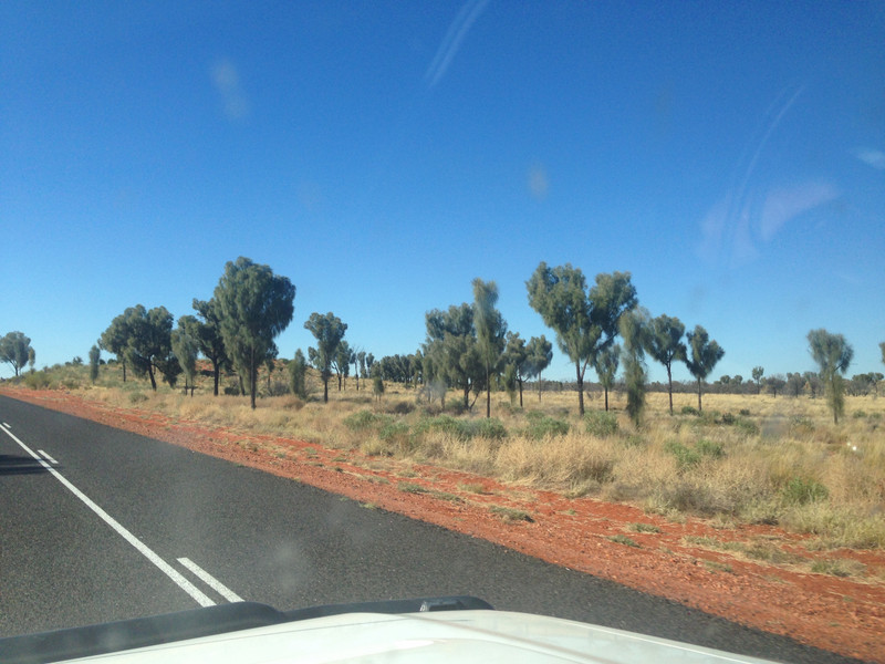 Sheoak Trees on the road to Coober Pedy