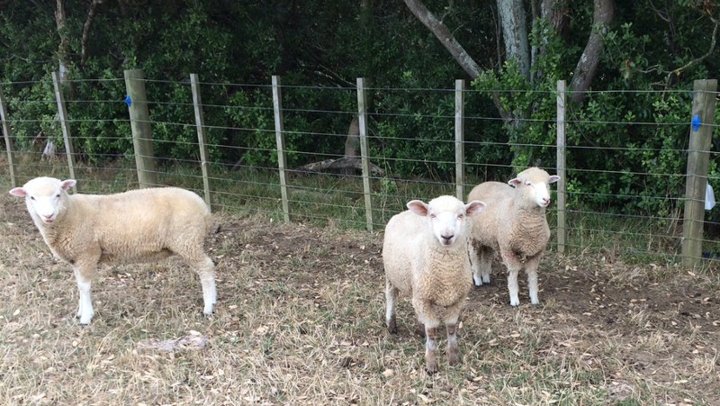 New Zealand Sheep!