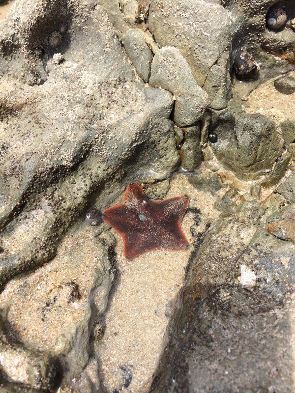 Starfish in the Tidepool