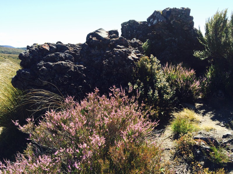 Volcanic Rock and Mountain Heather