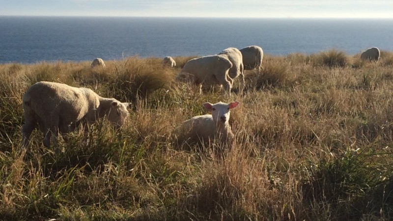 Sheep Watching us at Slope Point