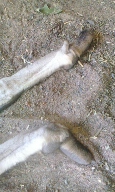 Kangaroo Feet
