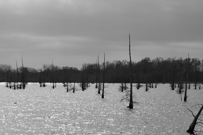 Black Bayou [black & white]