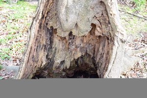 Black Bayou tree stump