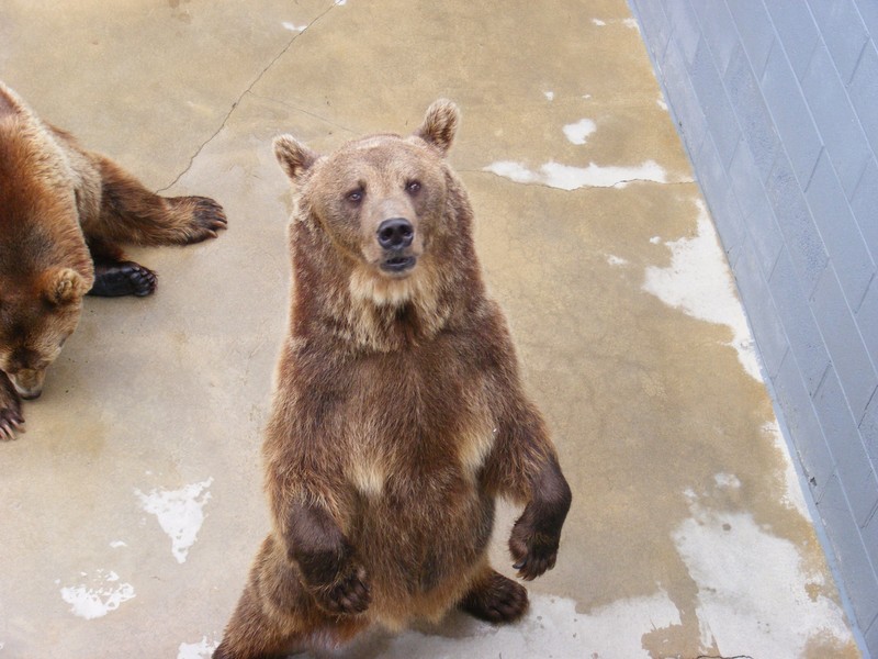 Bear Zoo in Cherokee