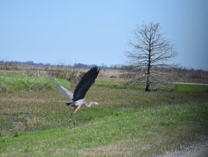 Heron Taking Off 