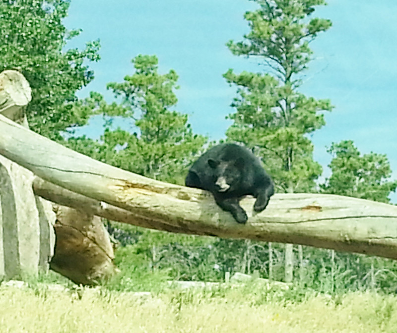 bear on log