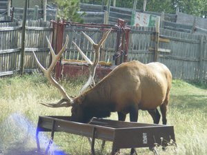 elk at bear country
