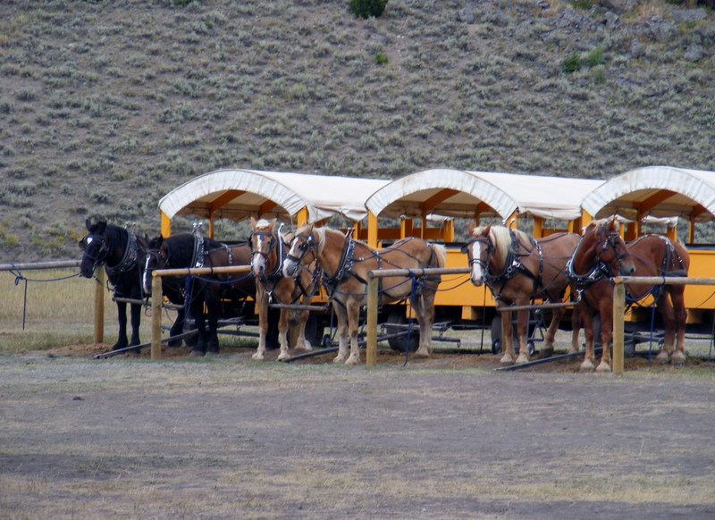 horses chuck wagon