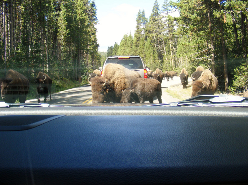 bison traffic jam