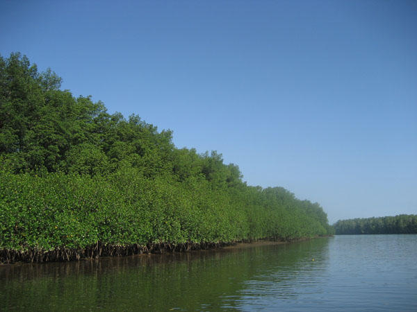 Mangroves on Sierpe River