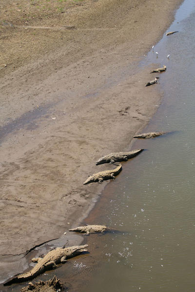 Crocs in water