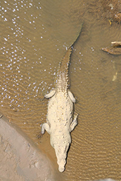 Large Crocodile Body