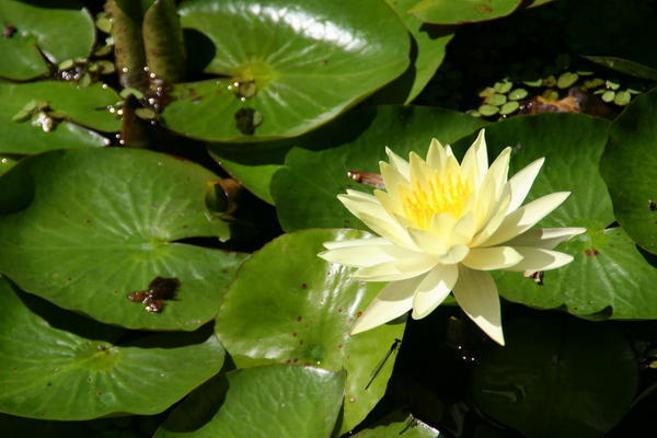 Botanical Garden Water Lily