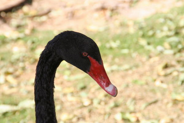 Black Swan Closeup