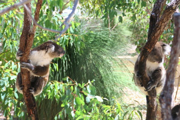 Koalas in trees