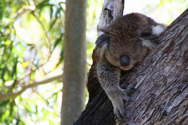 Koala hanging on