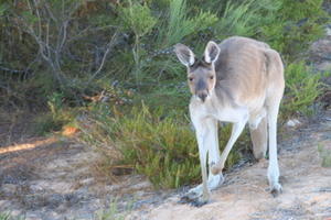 Kangaroo by side of road
