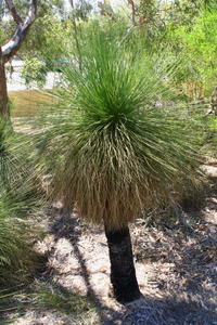 Grass Tree or Balga