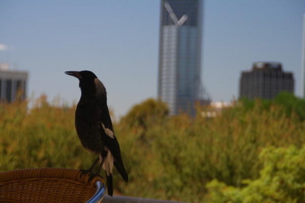 Bird in Perth