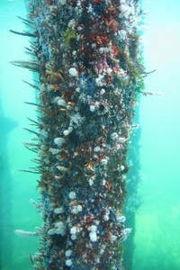 Busselton Jetty coral