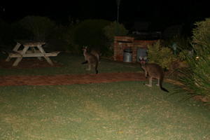 Roos on Lawn