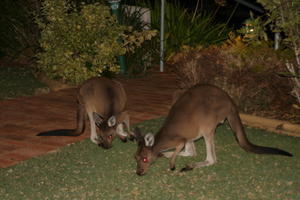 Roos on Lawn 2