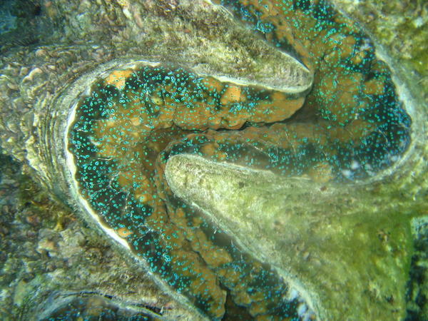 Giant Clam Mouth
