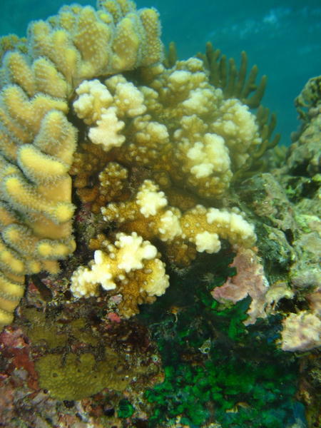 Sea Coral Scene