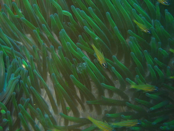 Anemone and smaller fish