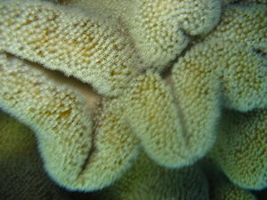 Cool Coral
