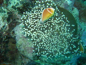 Anemone Fish