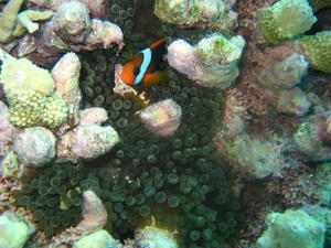 Anemone Fish in Coral