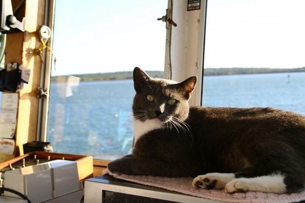 Ferry Cat