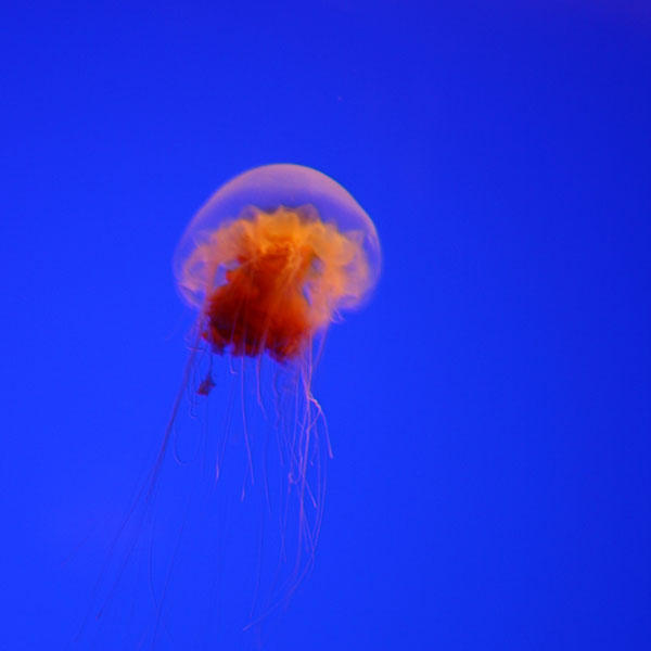 Jellyfish bubble