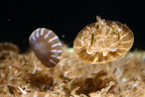 Jellyfish upsidedown