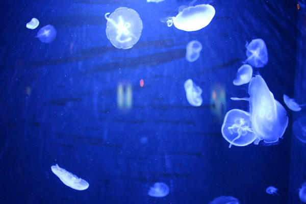 Jellyfish everywhere