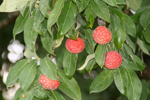 Weird berries on tree