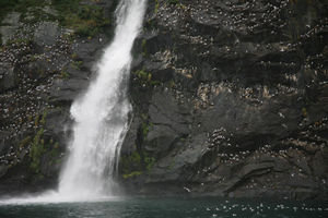 Waterfall with birds