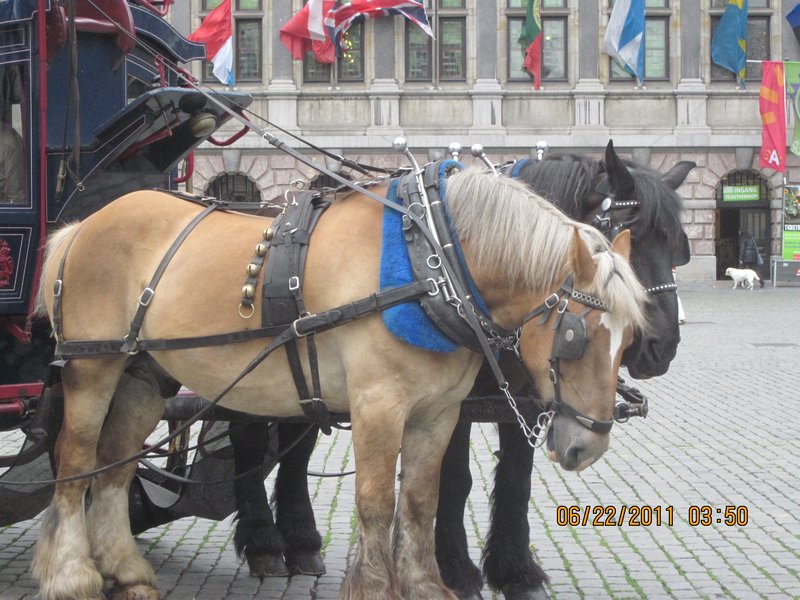 Horse drawn carriage!