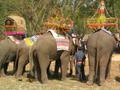 Elephant Beauty Contest (Hongsa)