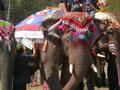 Elephant Beauty Contest (Hongsa) - winner