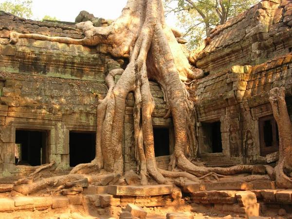Trees at Angkor - Ta Prohm