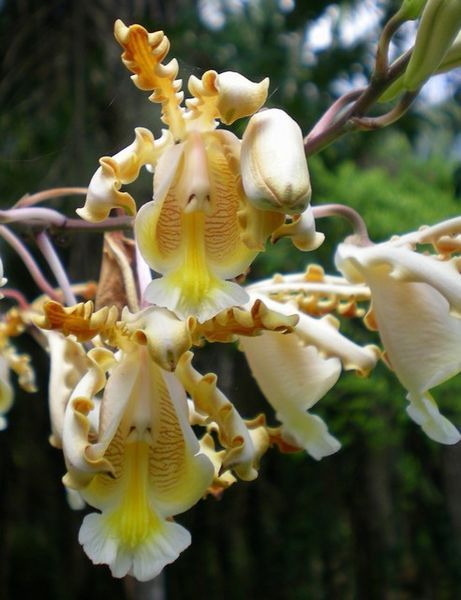 Im getting a nose for this stuff...The Belize national flower, the orchid. 