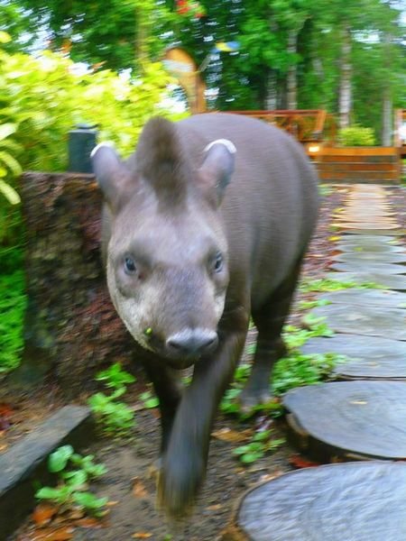 I met this Tapir the next morning....