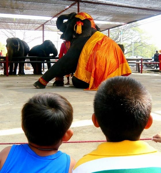 This is how you treat an elephant kids