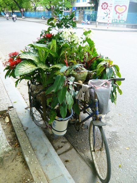 Hue: Bike boxes of plants