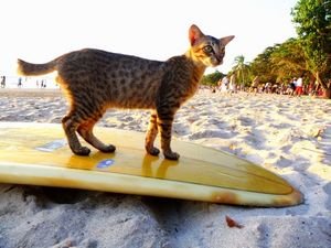 My surfing cat friend.